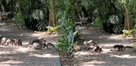 monitor lizard
