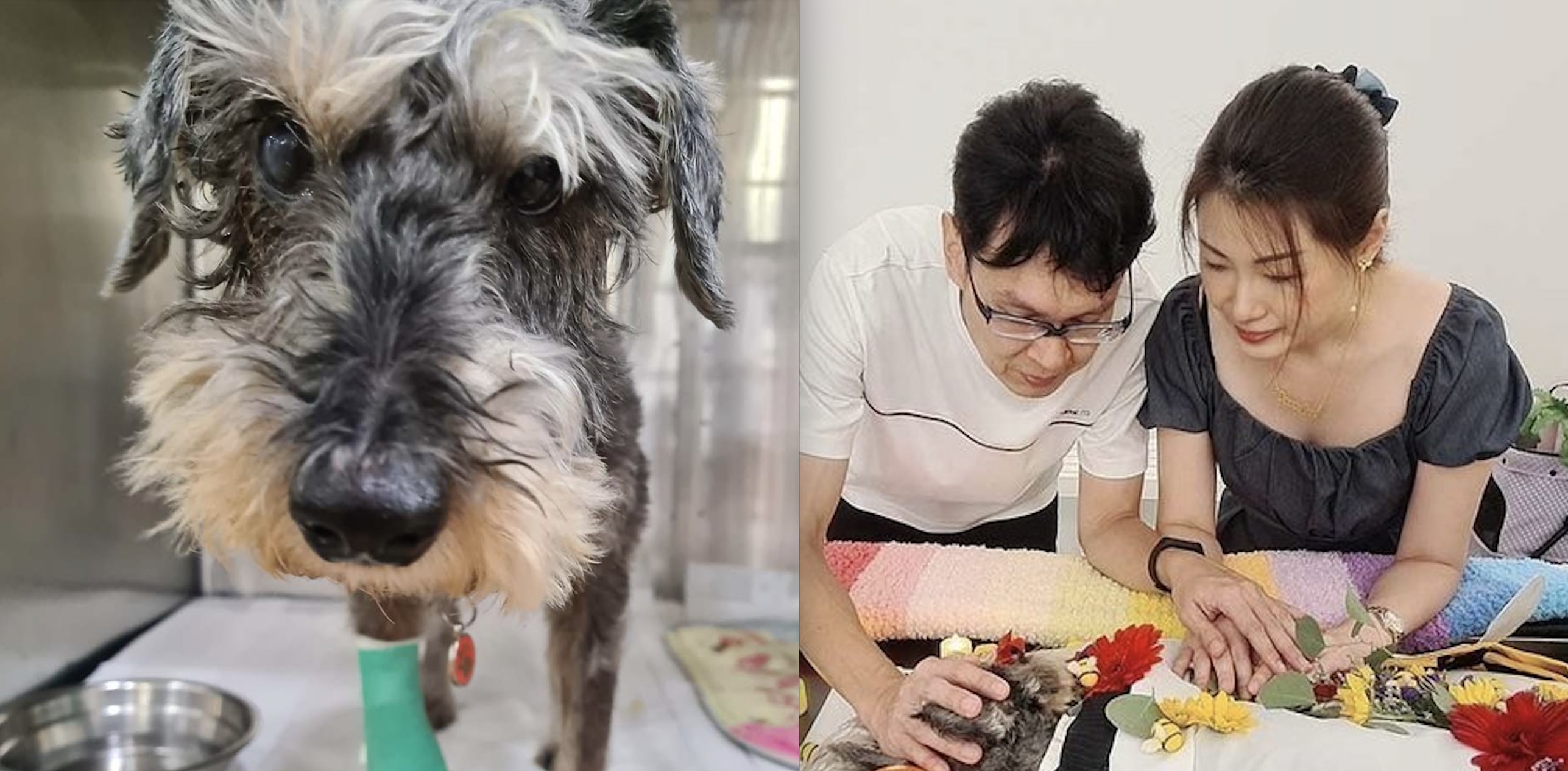 Pet dog receives wrong medication from hospital before euthanisation; owners appeal to review S’pore pet healthcare