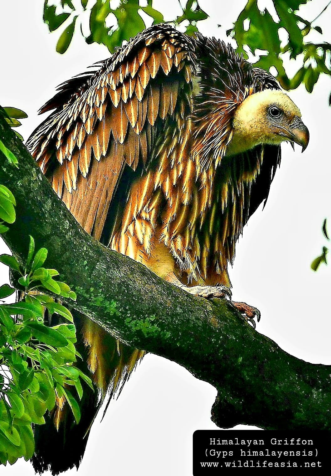 Letter to the Editor | Sightings of an extremely rare migratory huge vulture in Singapore