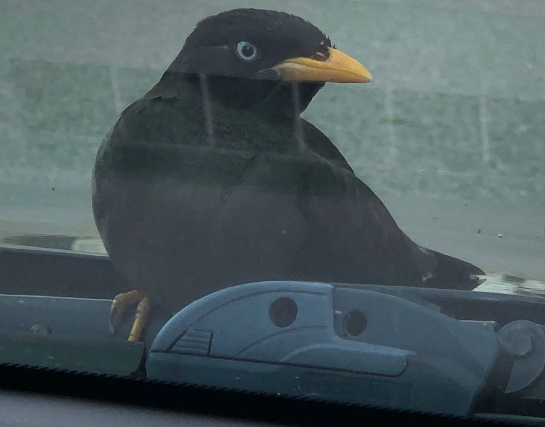 car bonnet