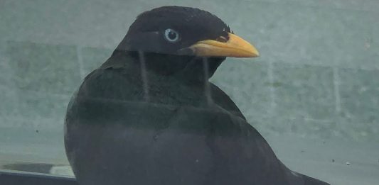 car bonnet