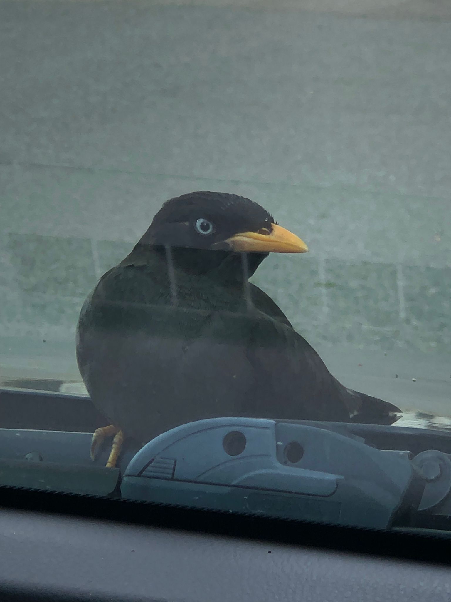 Myna bird takes a break on car bonnet; checks out driver and stretches wings before flying off