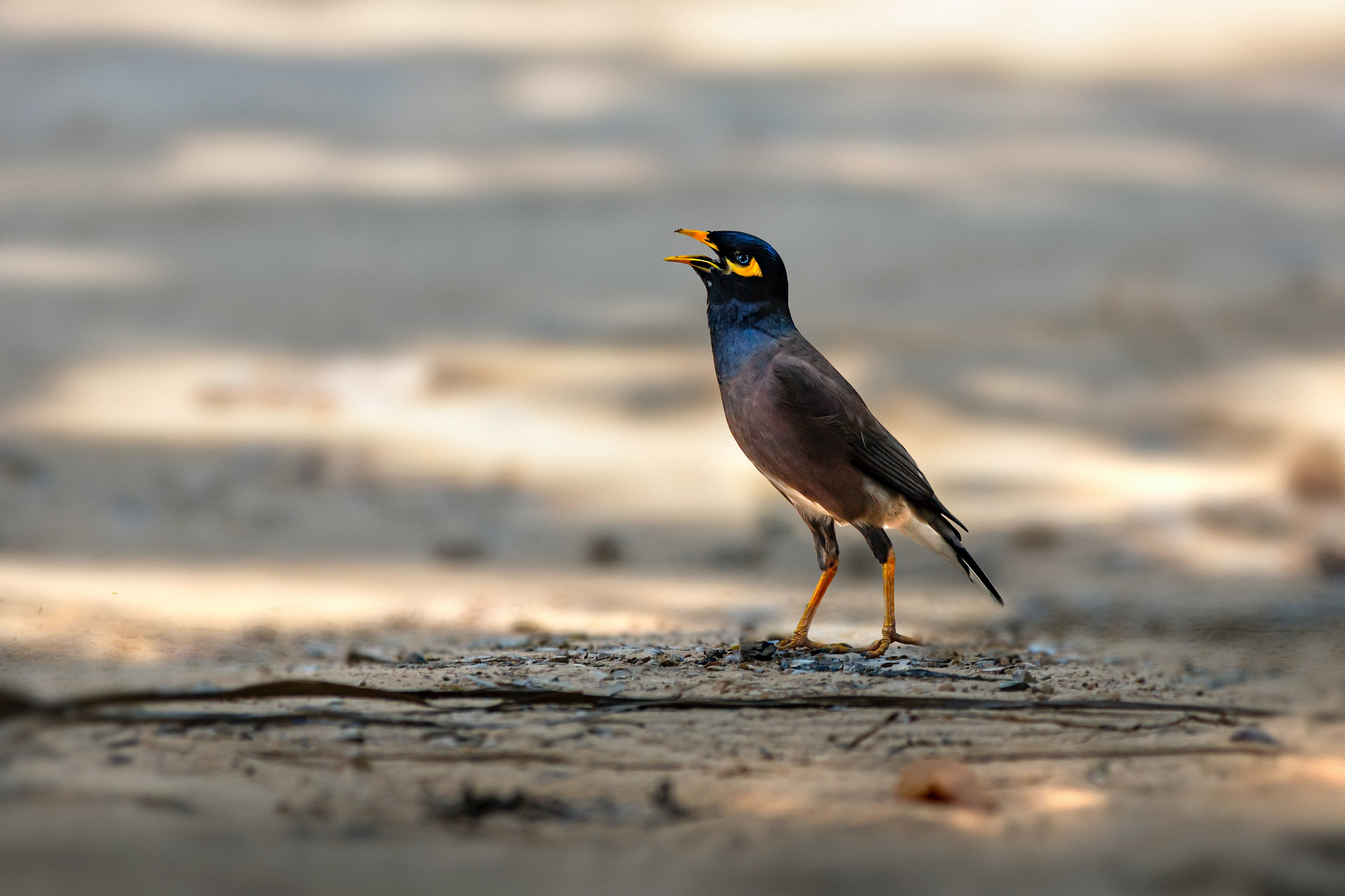 Man rescues mynah with cable ties on mouth & legs in Pasir Ris
