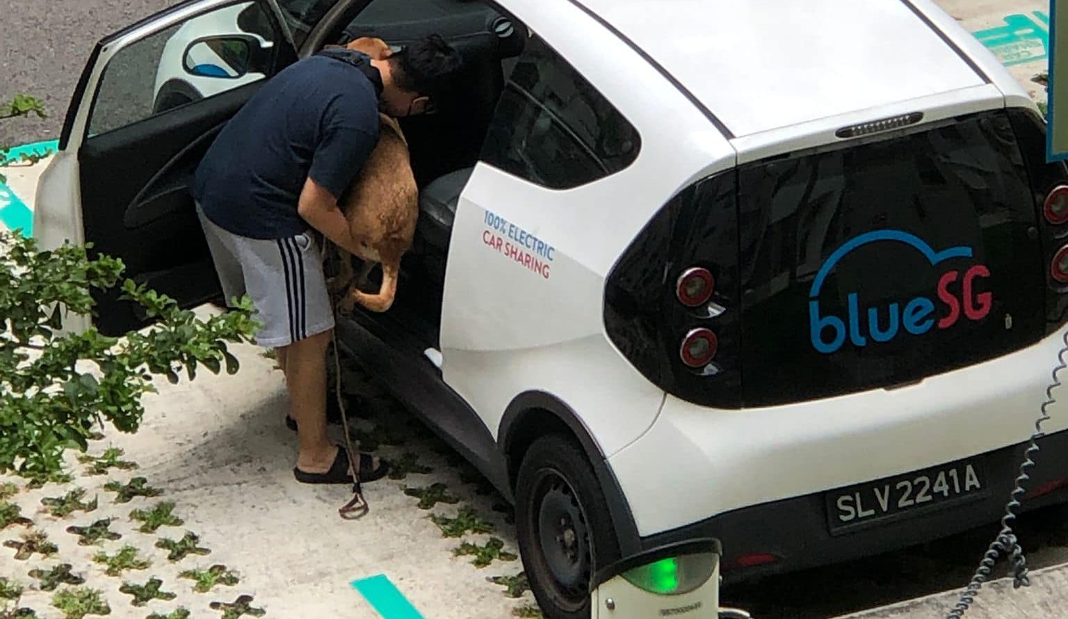 Complaint Singapore Member Captures Pet in BlueSG Rental Car; Shariot Singapore Stands as Pet-friendly Alternative