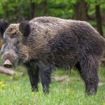 in-sabah,-a-family-of-wild-boars-obstructs-traffic