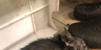 kitten-found-stuck-in-glue-trap-at-tampines-market-alarms-cat-lovers