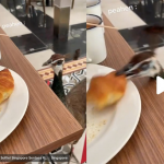 peahen-casually-strolls-up-and-steals-girl’s-croissant-during-staycation-at-sofitel-sentosa