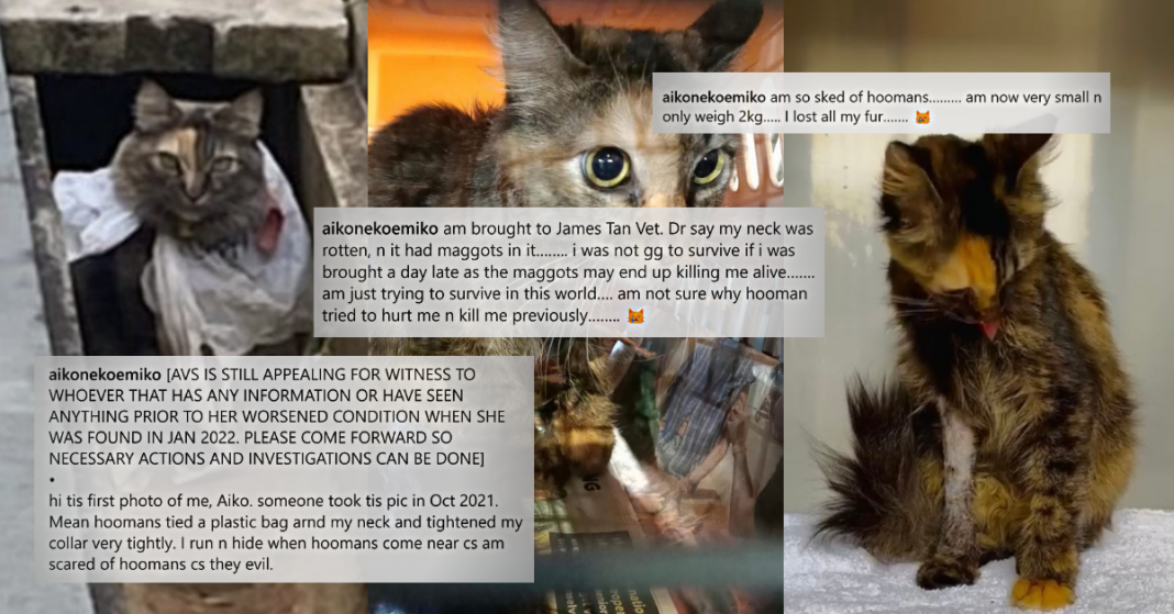 aiko’s-caregivers-seek-justice-for-abused-cat-with-maggot-infested-neck-that-was-allegedly-abandoned