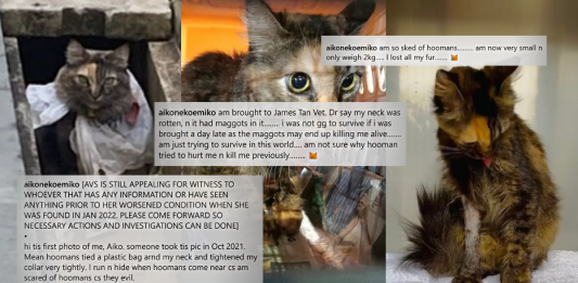 aiko’s-caregivers-seek-justice-for-abused-cat-with-maggot-infested-neck-that-was-allegedly-abandoned