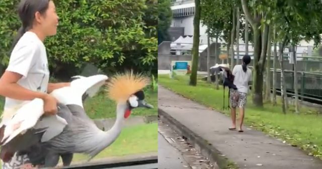 woman-casually-carries-large-endangered-grey-crowned-crane-near-macritchie