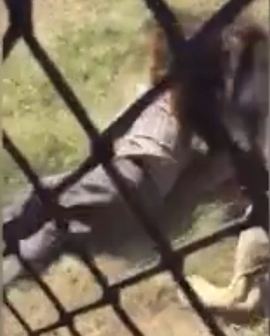 video:-watch-this-lion-drag-a-zoo-keeper-before-mauling-him