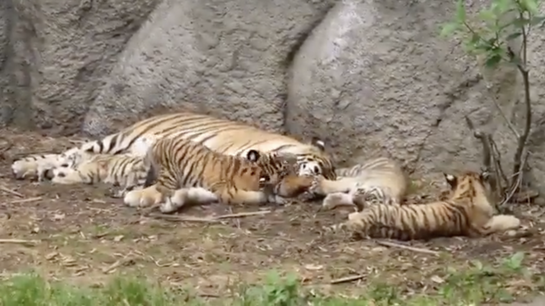 why-did-the-mommy-tiger-cuddling-with-cubs-video-go-viral?