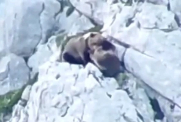 watch-how-a-mother-bear-fights-to-death-to-defend-her-newborn-cub