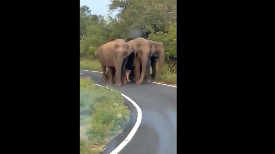 elephant-herd-provides-security-to-calf,-surround-it-on-walk.-clip-wows-netizens