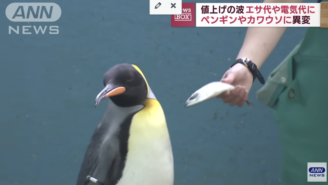 penguins-at-japan-zoo-refuse-to-eat-cheaper-fish-to-the-joy-of-netizens