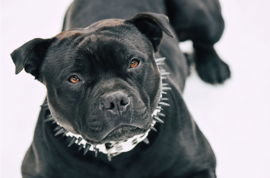 extra-large-bully-pitbull-mauls-teen