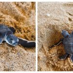two-headed-sea-turtle-hatches-in-terengganu-to-excitement-of-instagram-users