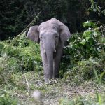 elephant-tramples-woman-to-death-in-tawau