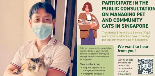 Cats in HDB: Singapore Government Reevaluates Pet Policy, Seeks Public Feedback Through Online Survey