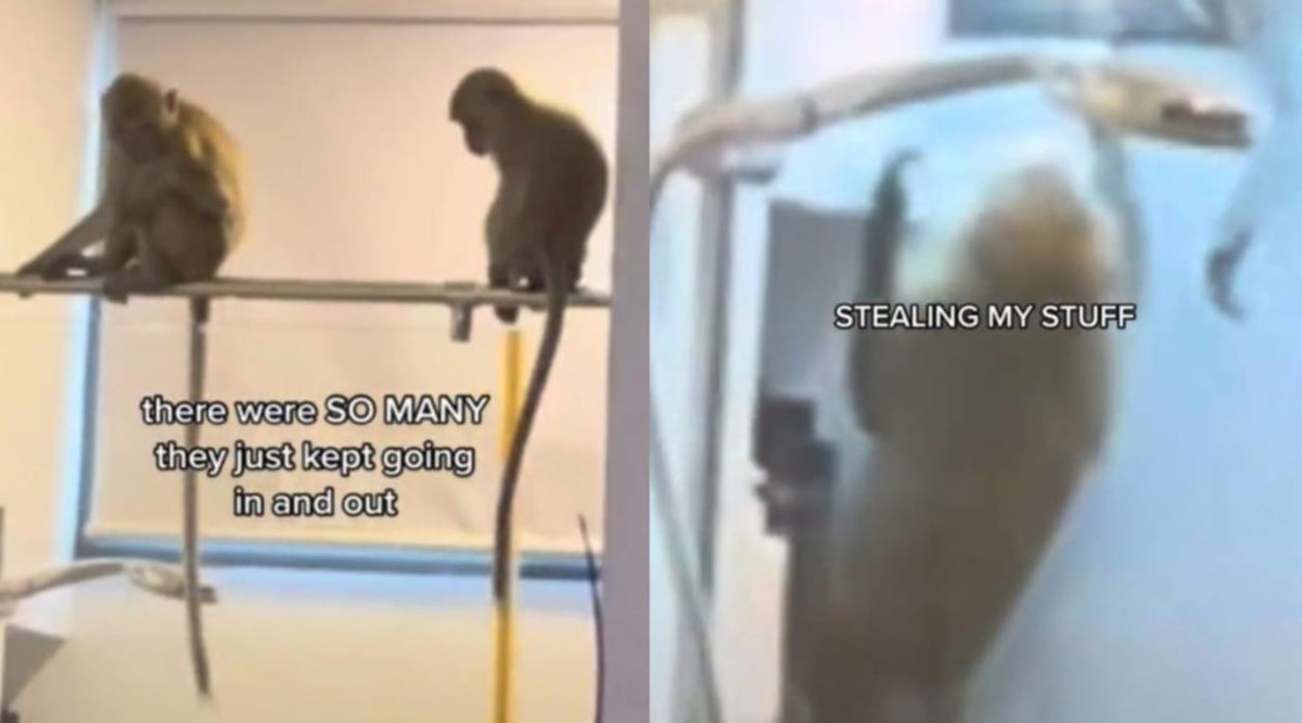 monkeys-broke-into-woman’s-toilet-and-stole-bath-supplies