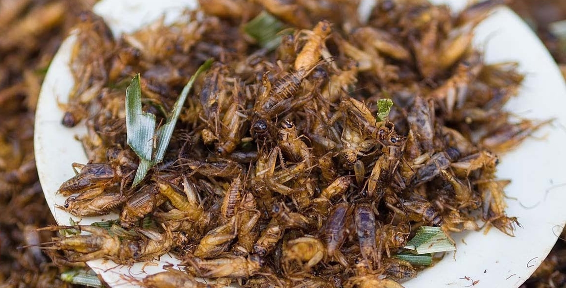 singapore-based-insect-food-company-draws-investment-worth-almost-$40m