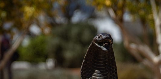 boy-bites-cobra,-cobra-dies