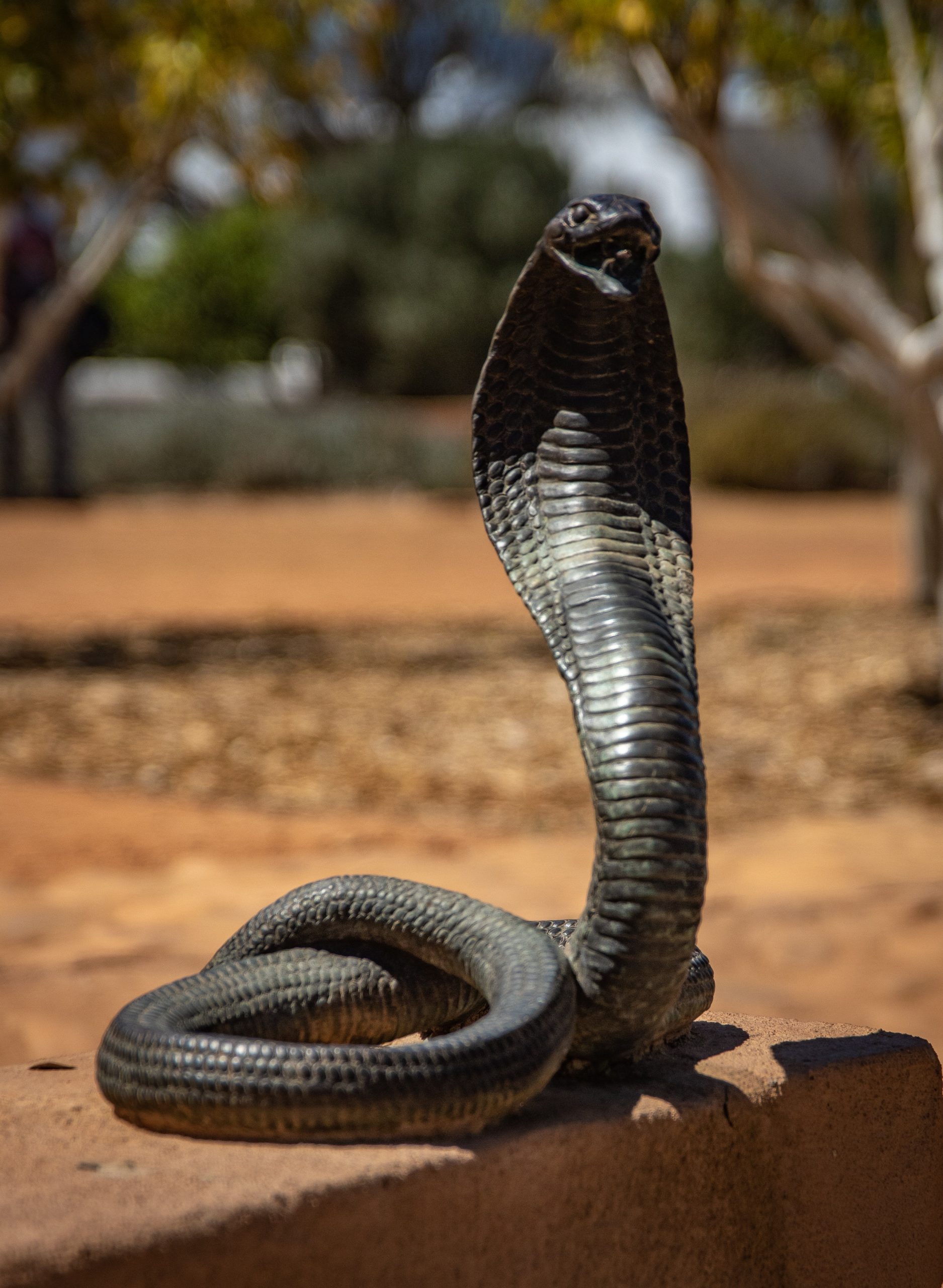 boy-bites-cobra,-cobra-dies