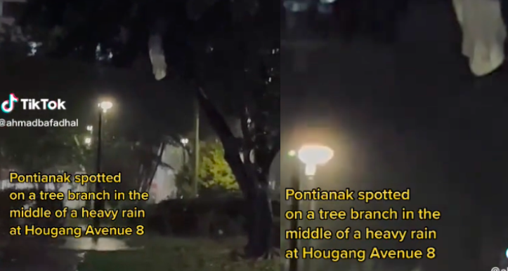 Pontianak spotted by a Netizen on a tree branch in the middle of a heavy rain at Hougang Avenue 8 Sparks Debate and Humor on TikTok