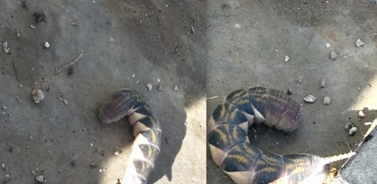 I choose you, Weedle! Huge worm with horn spotted in Johor Bahru looks like real-life Pokémon