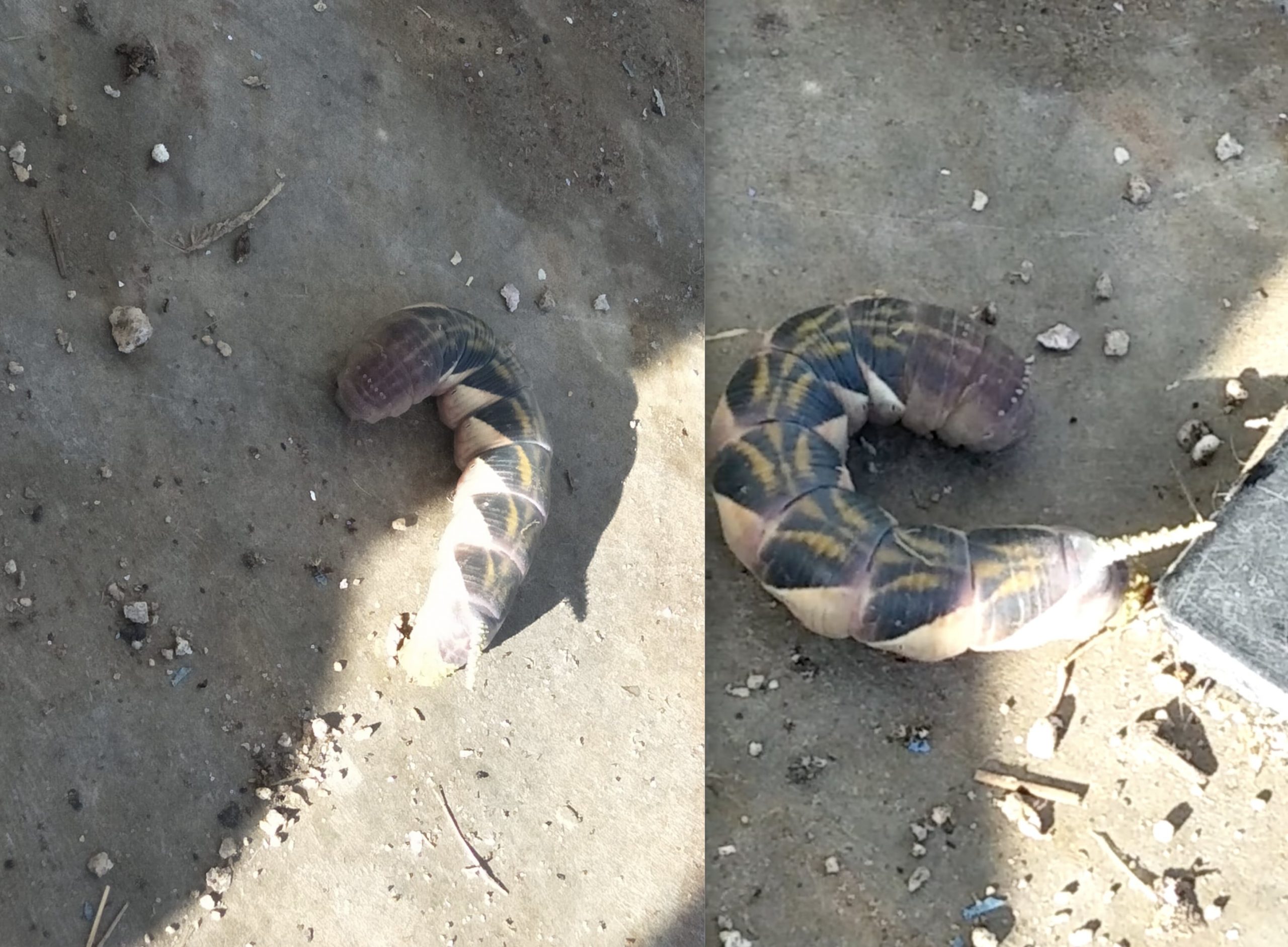 I choose you, Weedle! Huge worm with horn spotted in Johor Bahru looks like real-life Pokémon