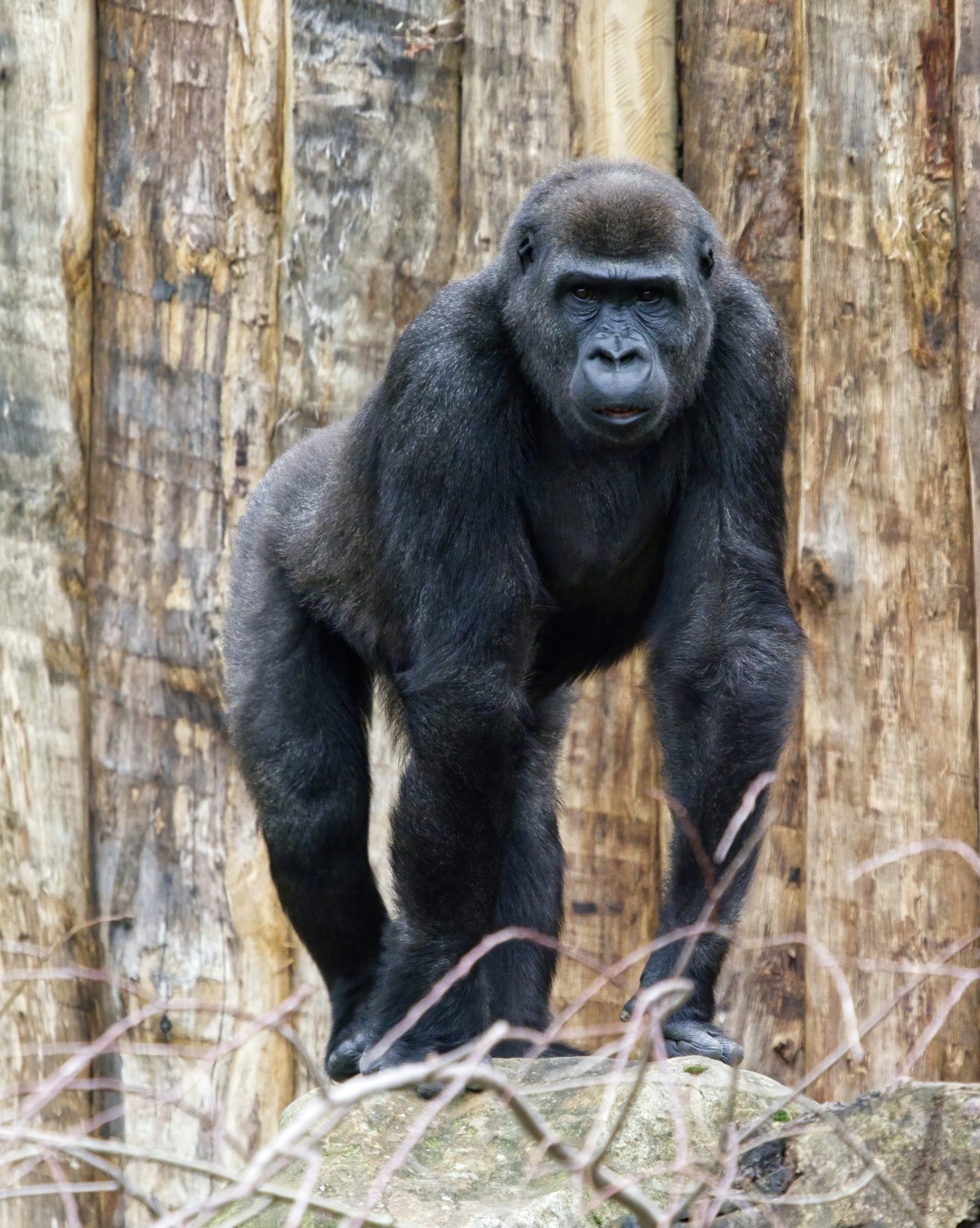 $10k-reward-for-man-who-“kidnapped”-gorilla