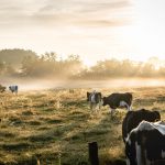 texan-authorities-want-to-know-who-mutilated-the-cows