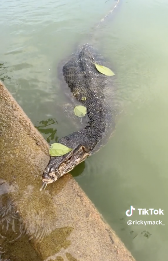 ‘Is this guy gonna try to eat me?’ — Singapore's huge monitor lizard ...