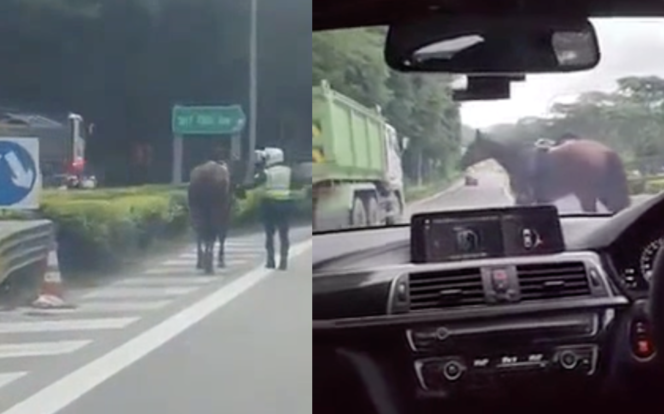 Horse gallops across Bukit Timah Expressway » Singapore News