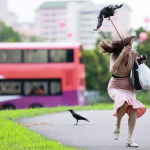 after-crows-attack-on-people-in-bishan-goes-viral,-nparks-traps-birds-and-remove-nests