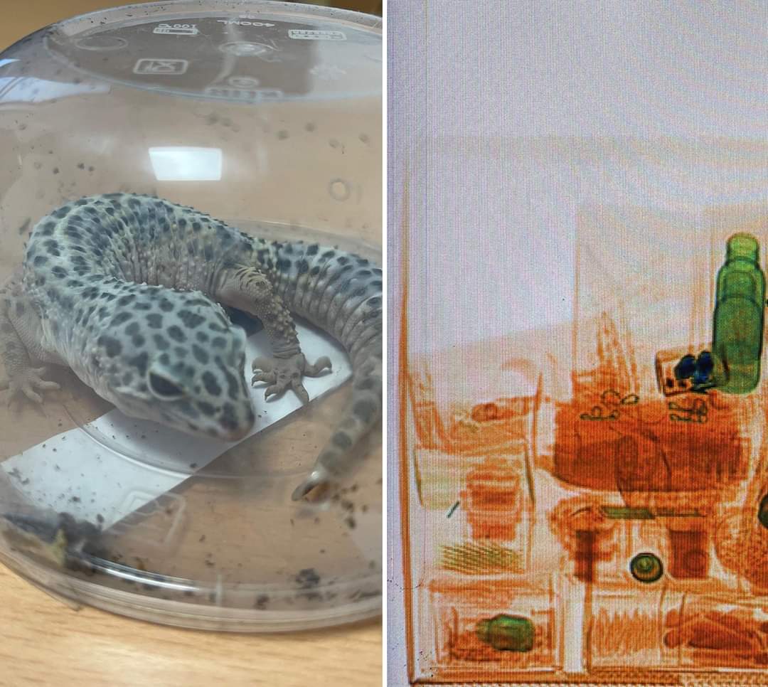 ICA rescues live leopard gecko in wildlife smuggling attempt