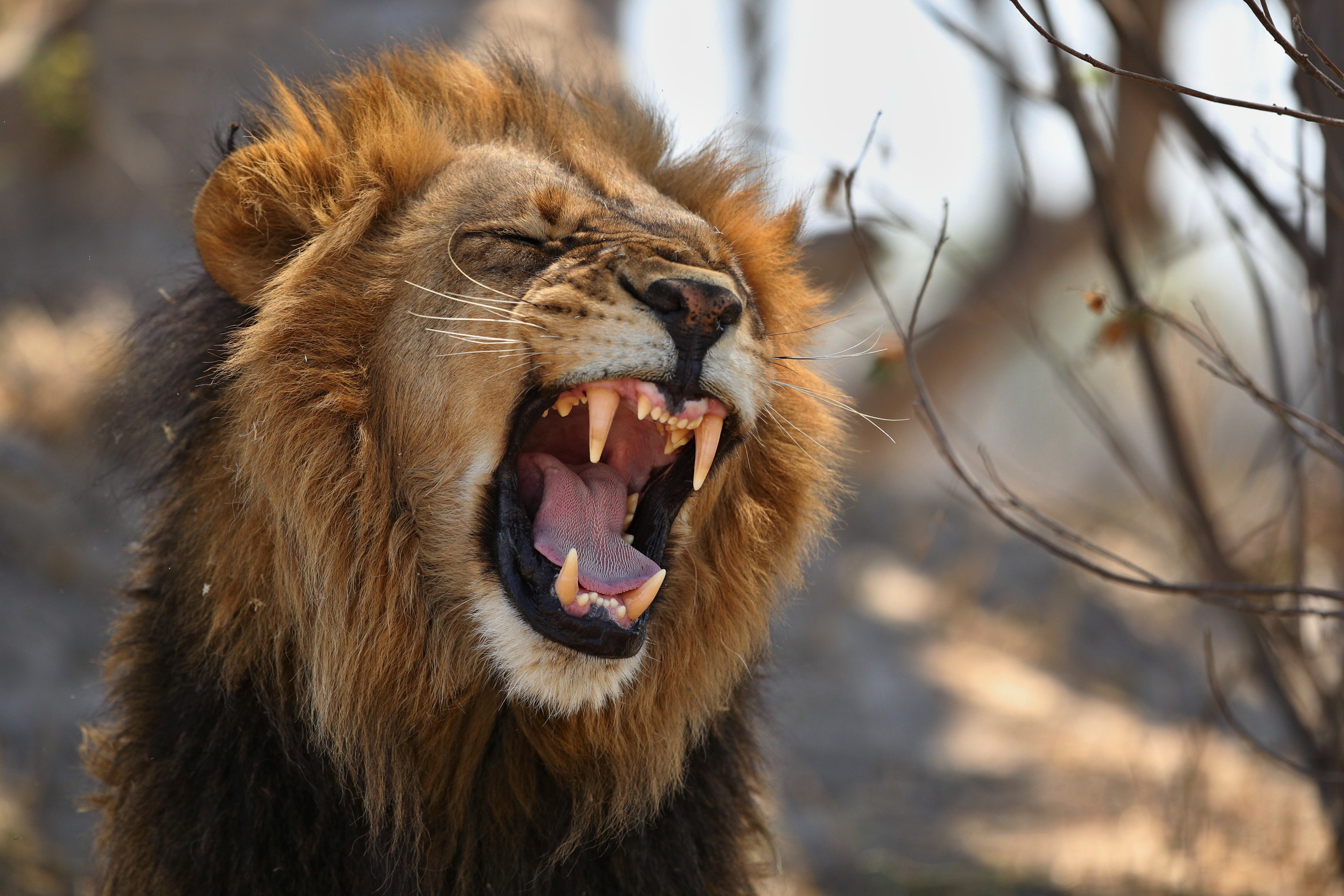 Human-to-lion COVID-19 transmission at SG Zoo could mean further peril for endangered species