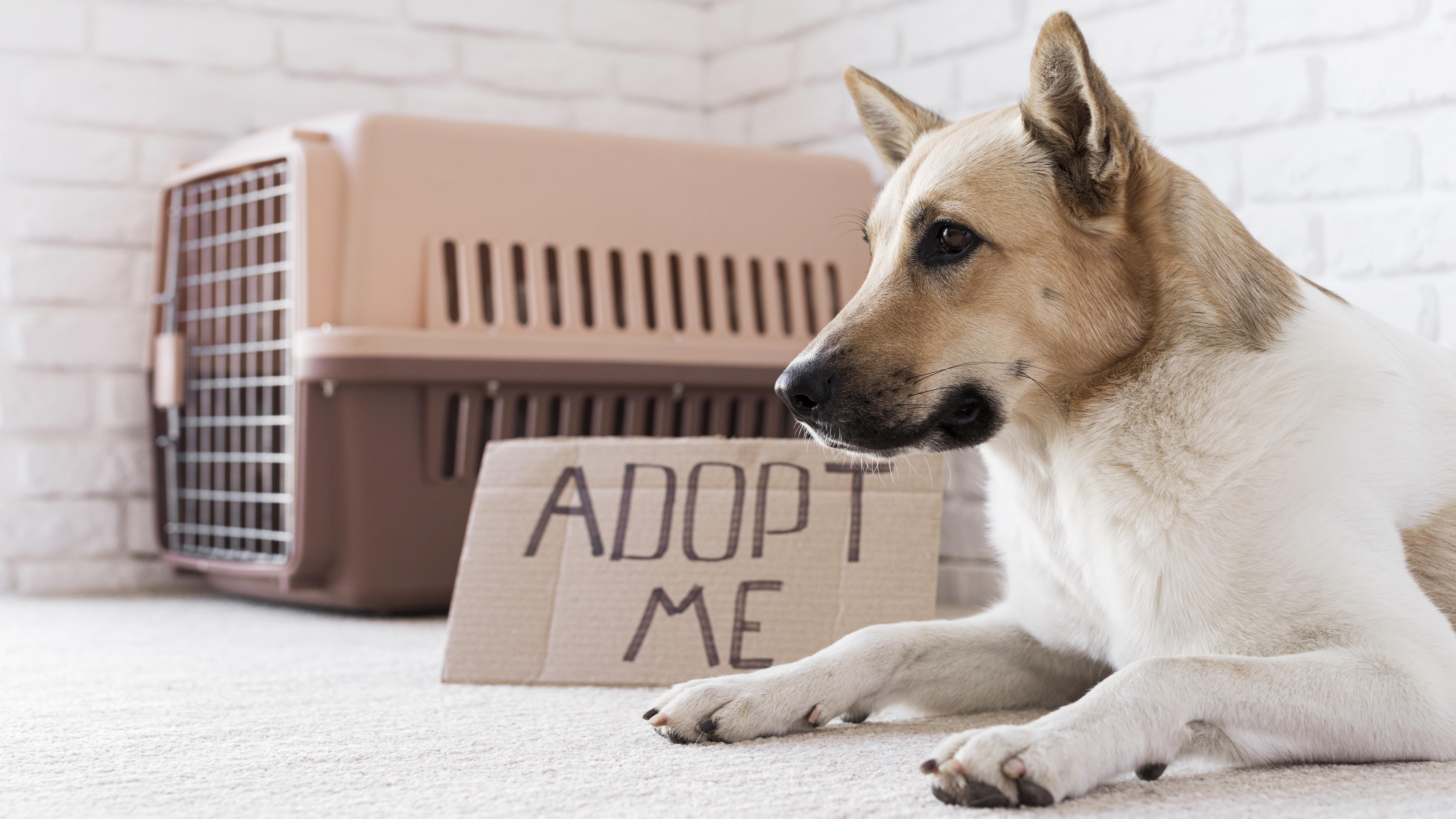 Why buy when you can adopt dogs in Singapore?