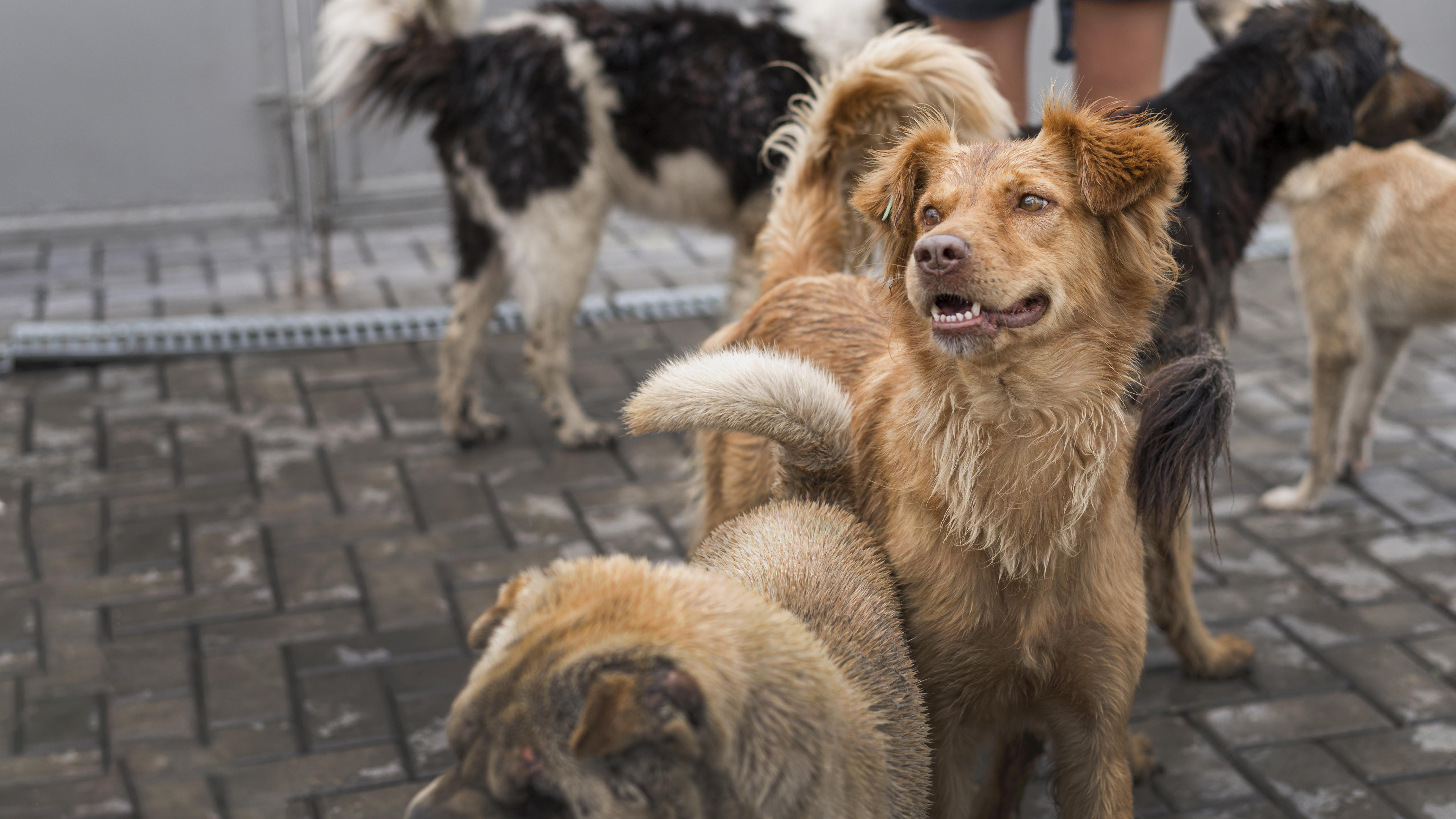 Animal welfare groups call on govt to change existing policies on stray dog population control