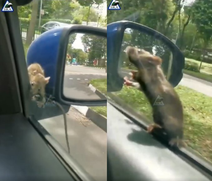 Car driver vs city rat in Mission Impossible-like action on Boon Lay Avenue