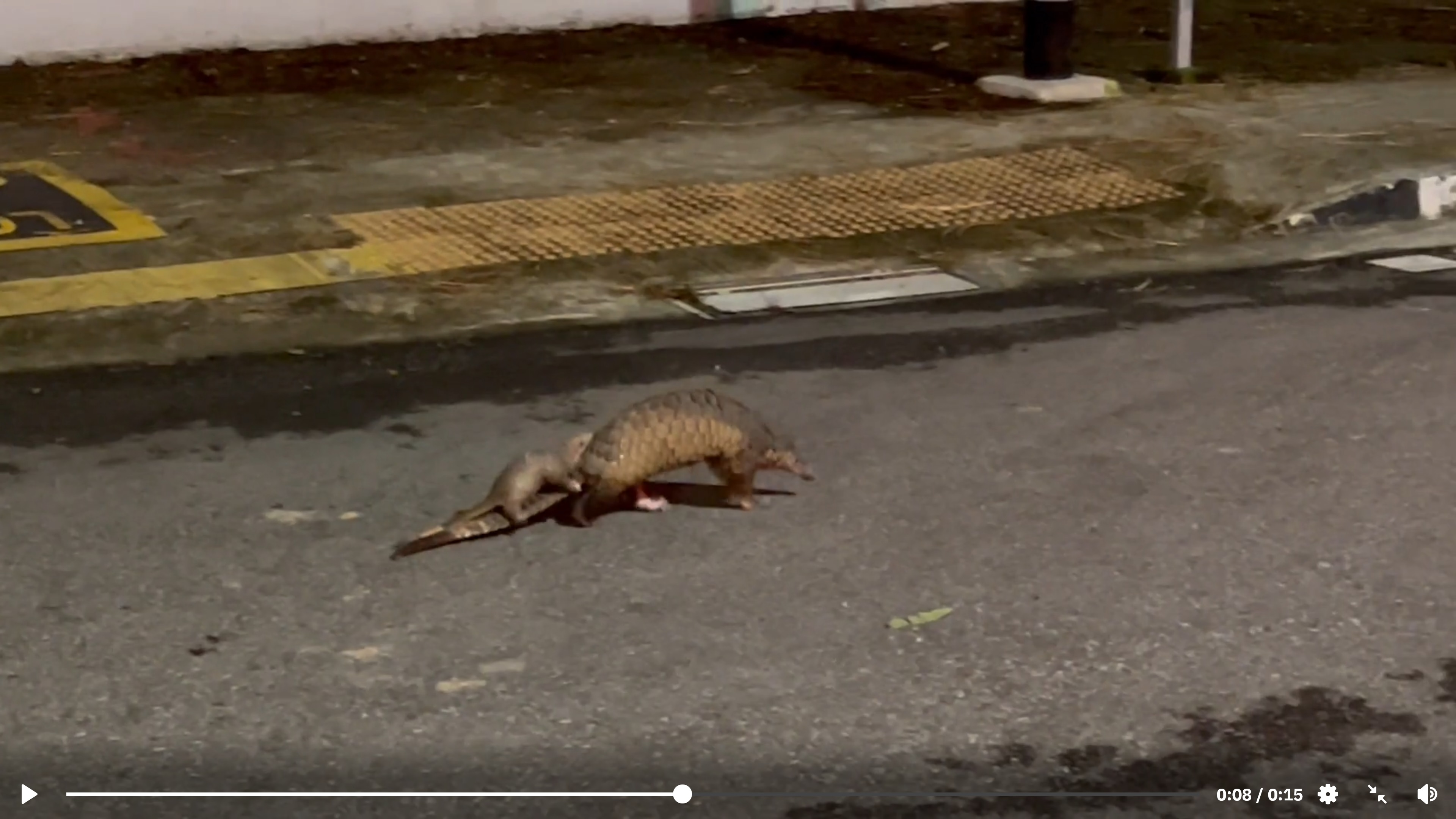 Pangolin baby & mom night out: Cutest endangered duo spotted on Singapore street