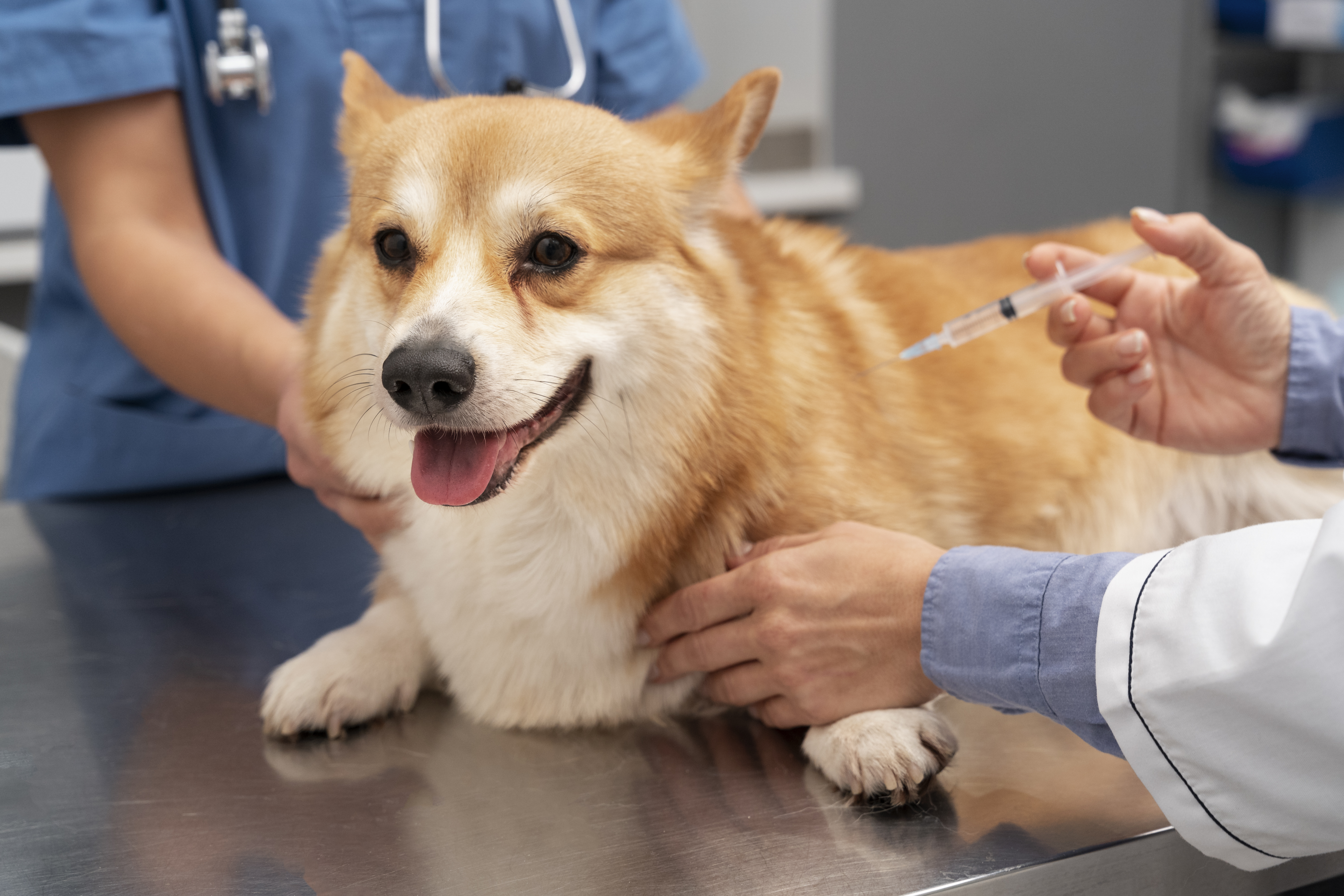 ‘Pawfect’ pet insurance covers up to S$15K for surgical illness, S$3.5K for non-surgical
