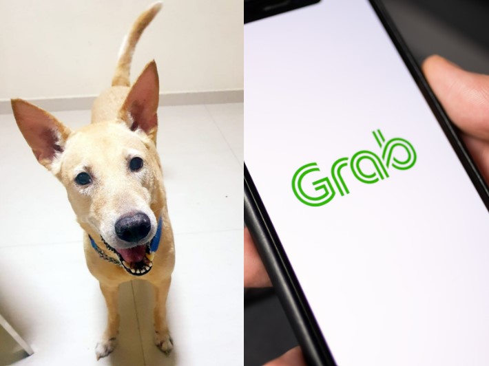 Woman disappointed with Grab driver who cancelled her ride after seeing her ‘Singapore Special’ dog