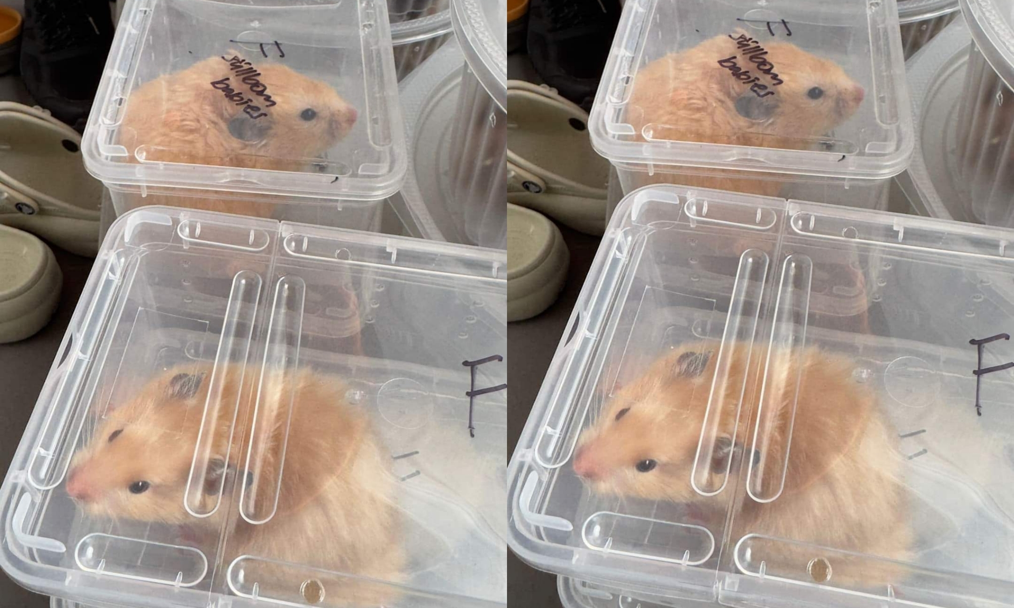 Singapore charity rescues 48 hamsters from unsanitary conditions in HDB flat