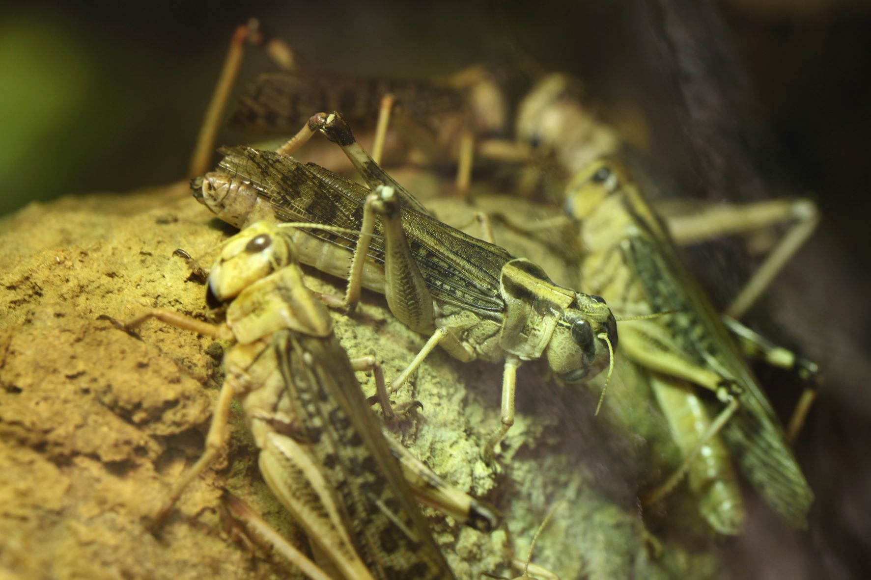 cicada-broods-to-swarm-america-simultaneously