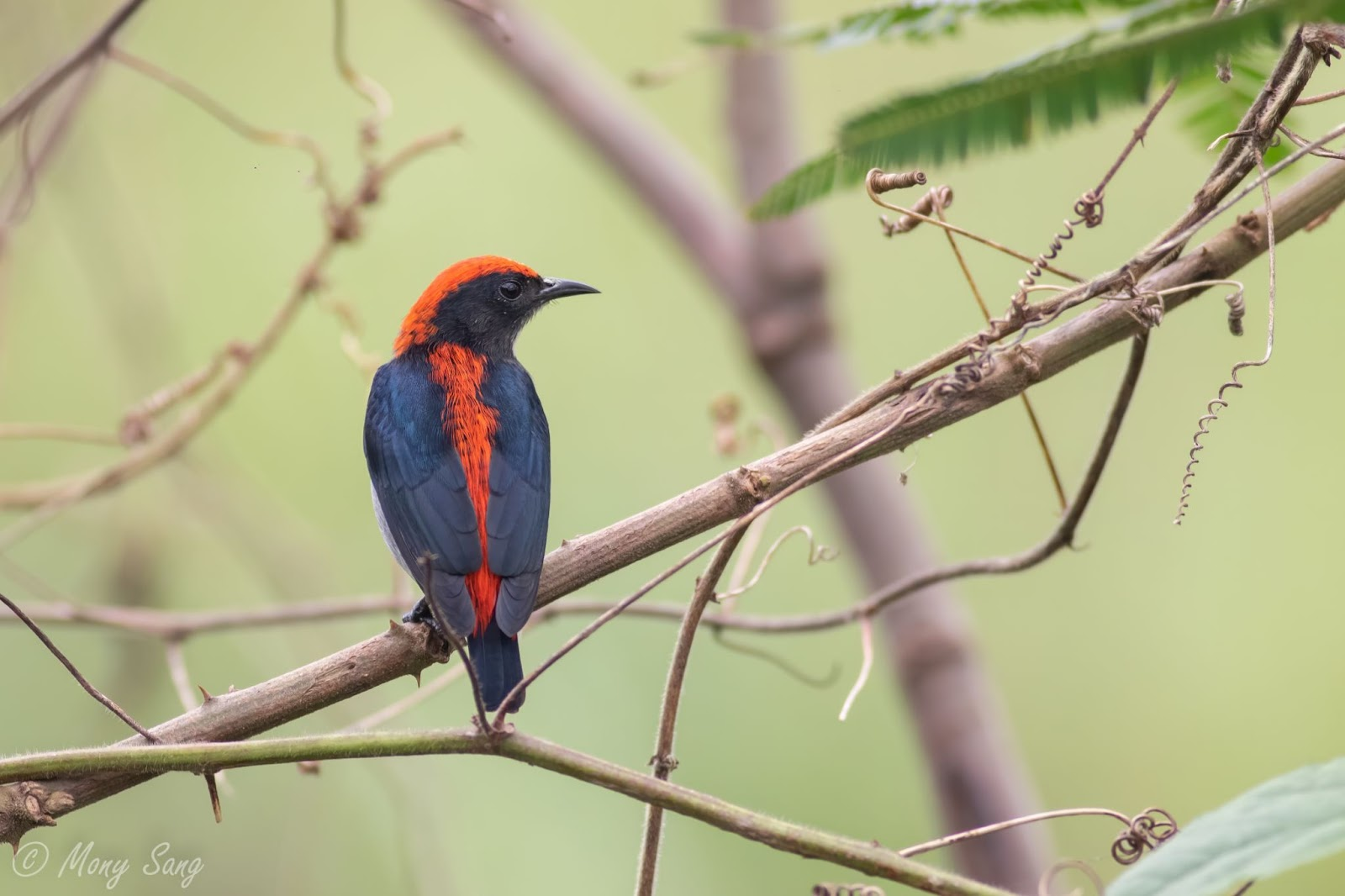 Black and Orange bird on a tree branch.