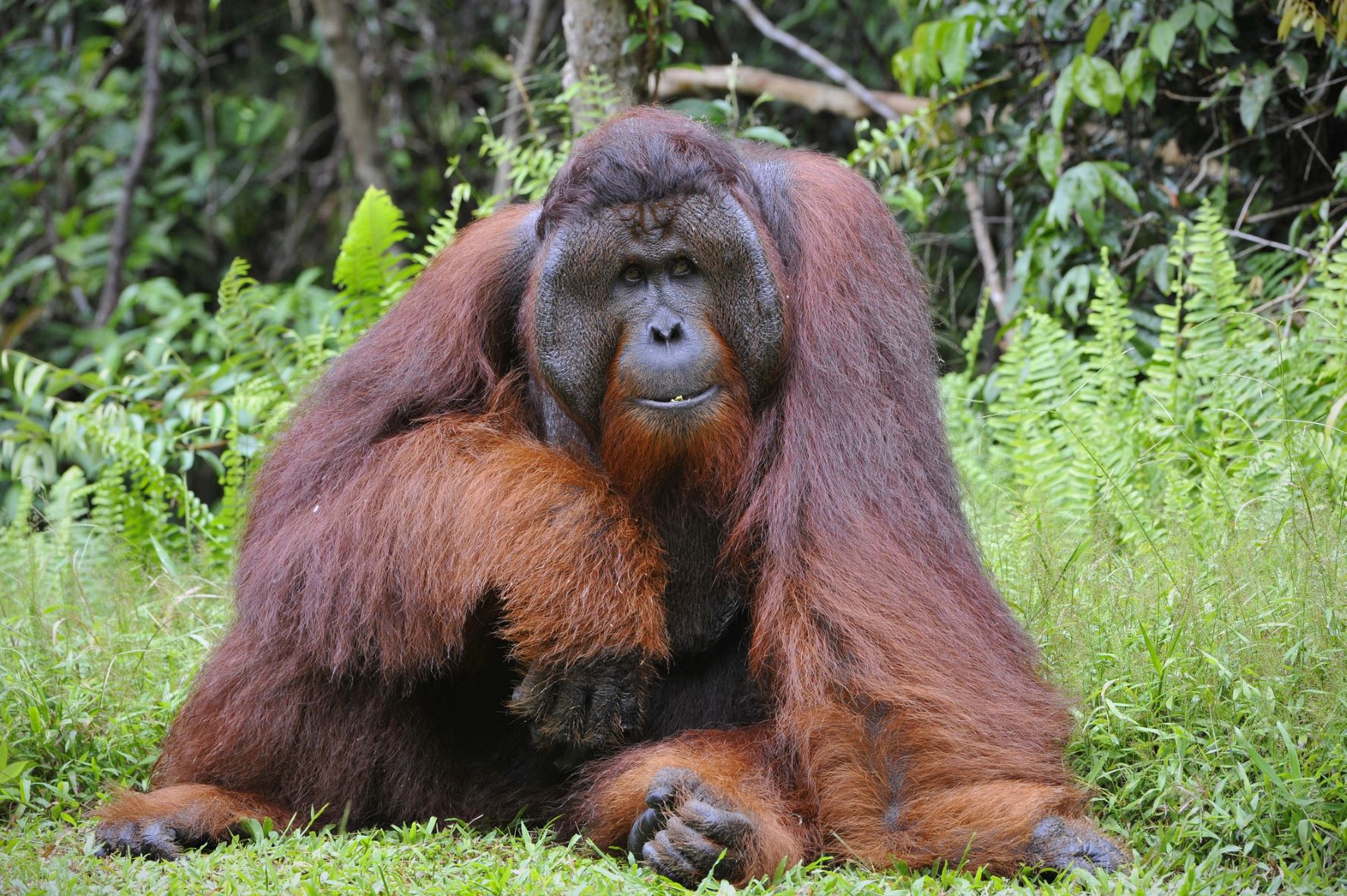 orangutan-heals-himself-with-plant-medicine