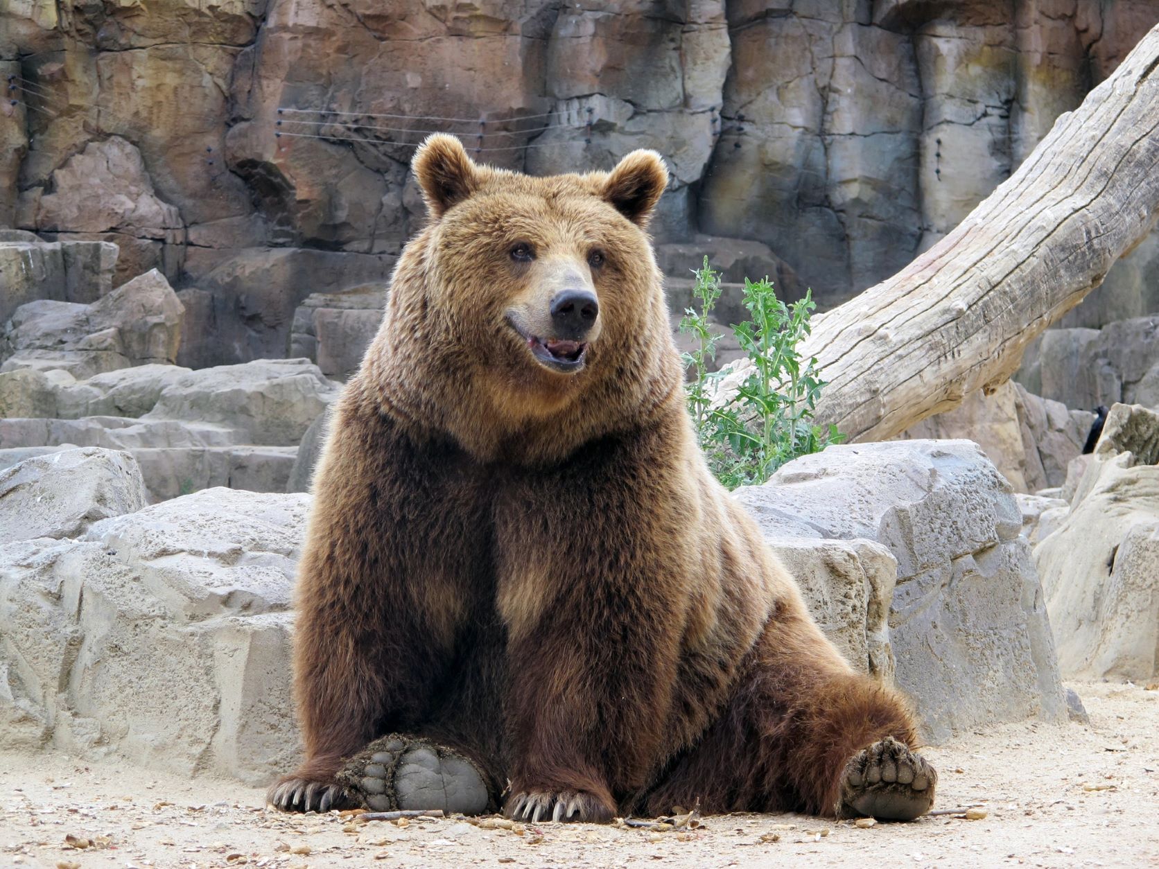 oreo-the-bear-raids-fridge-in-sweet-tooth-frenzy