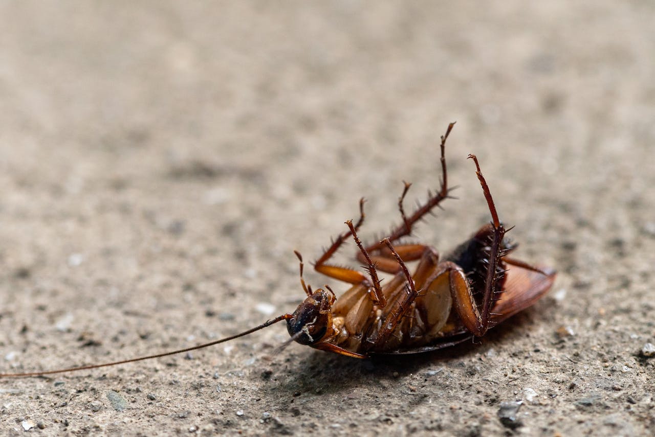 The SFA and. cockroaches