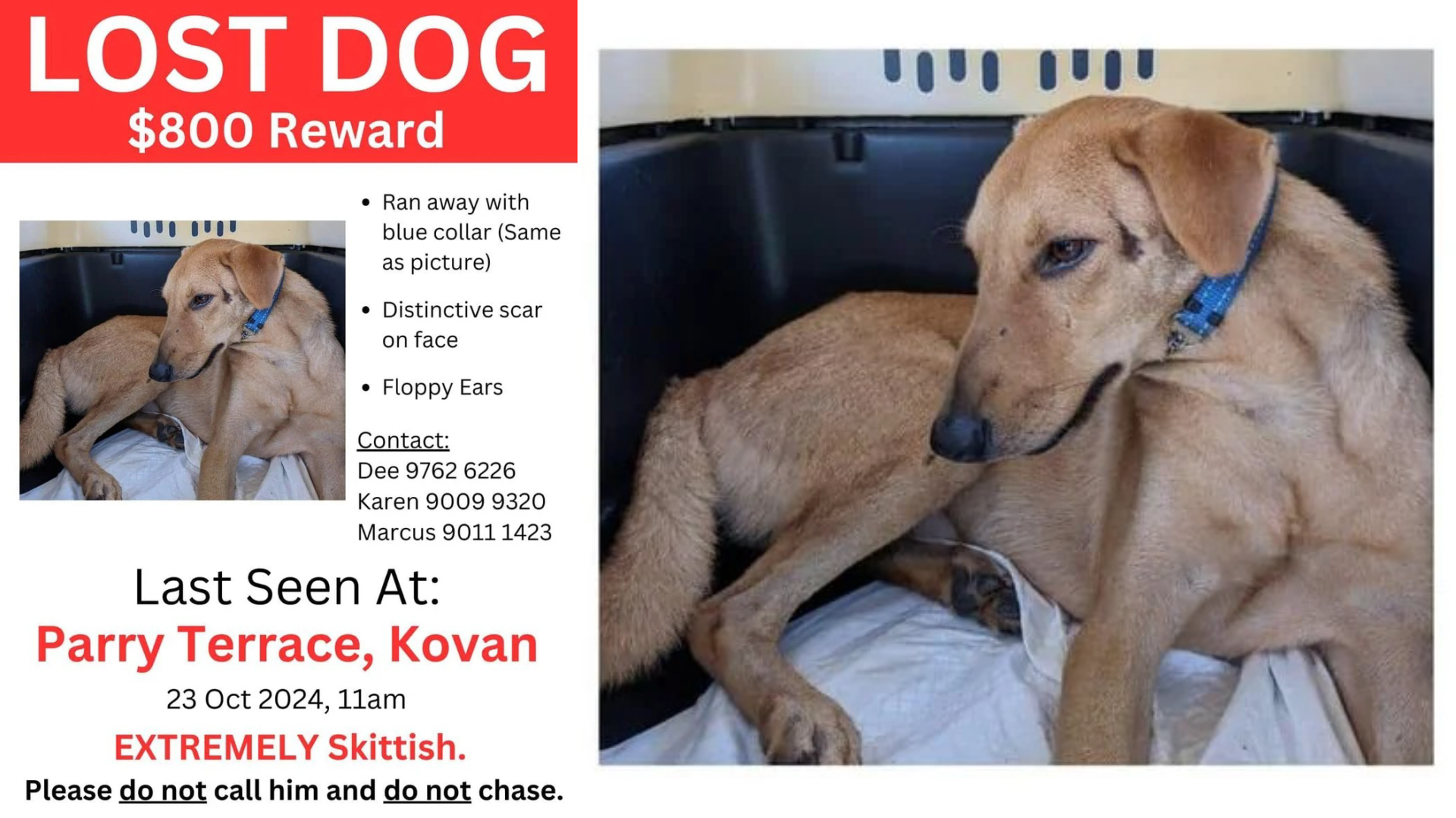 Pet parent offers S0 reward for anyone who finds their missing fur kid, last seen at Parry Terrace, Kovan Singapore News